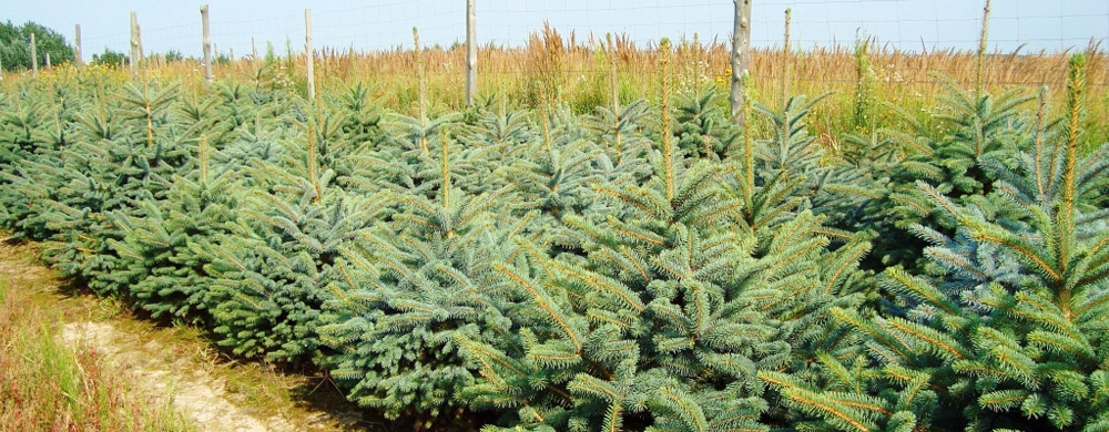 świerk picea pungens Polska