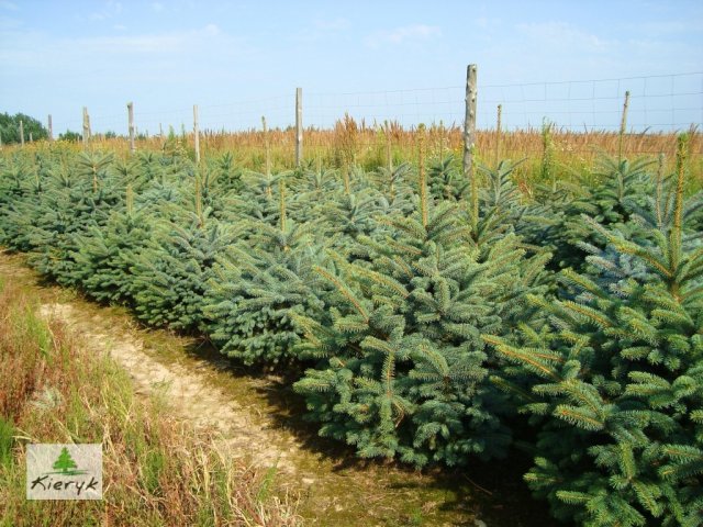 świerk picea pungens Polska