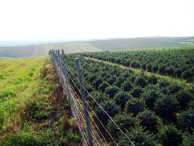 świerk picea pungens Polska