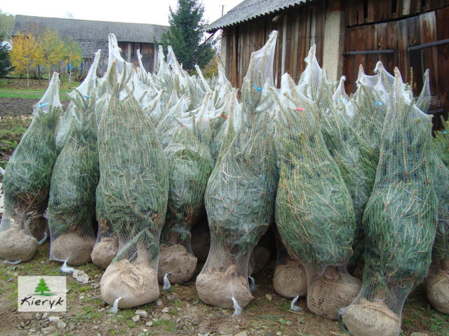 świerk picea pungens Polska
